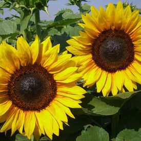 ProCut® Brillance, (F1) Sunflower Seeds